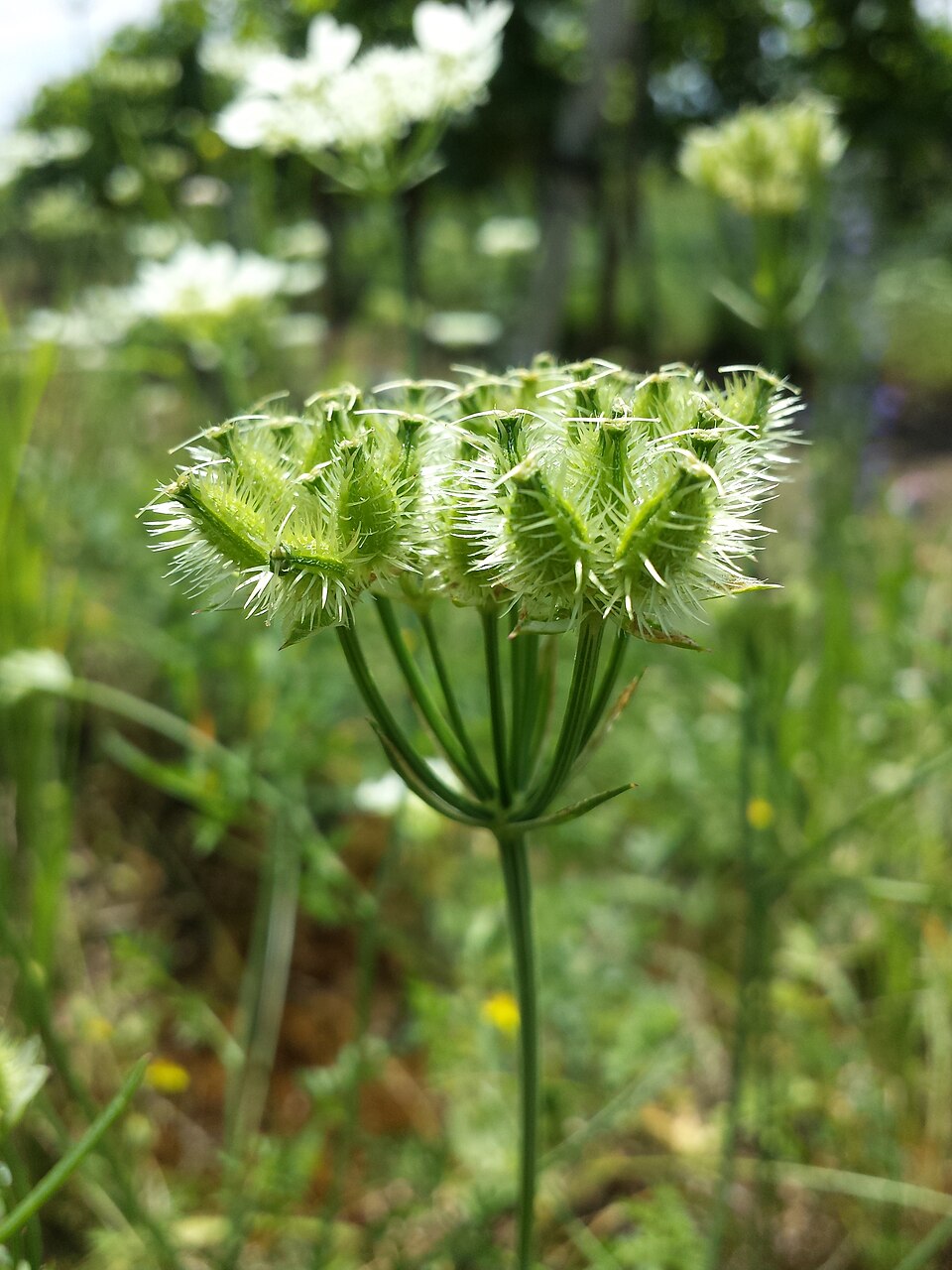 Orlaya grandiflora sl6
