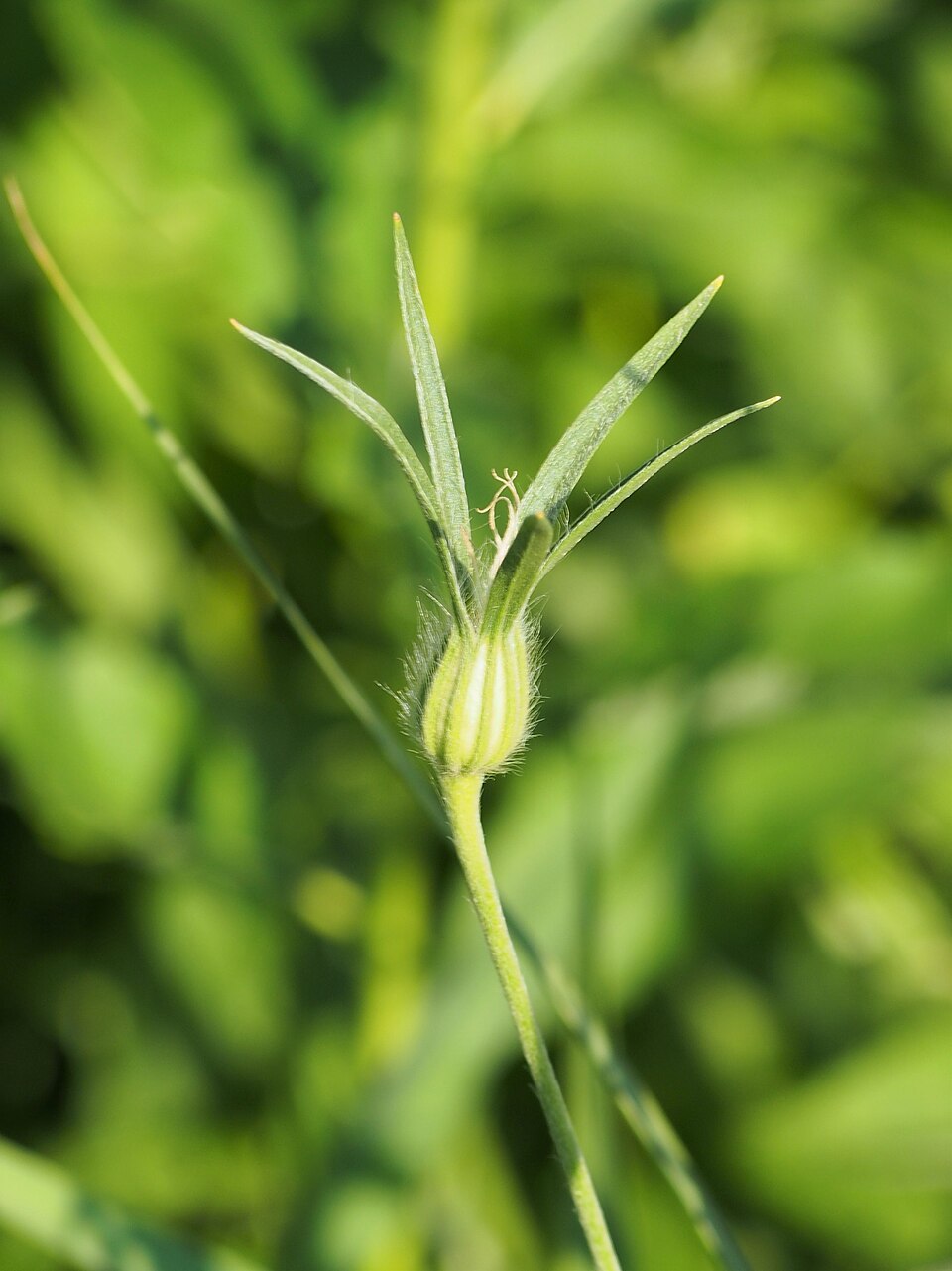 Agrostemma githago Kąkol polny