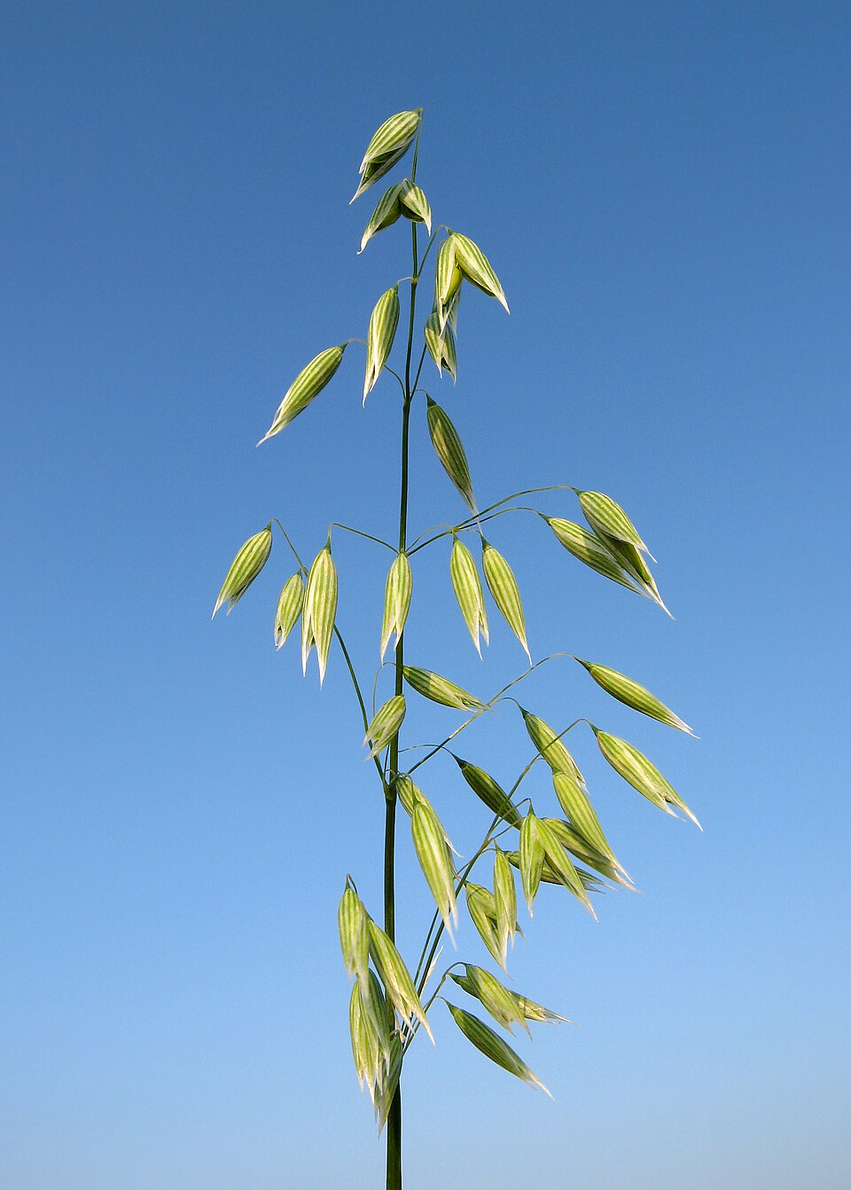 Avena sativa II