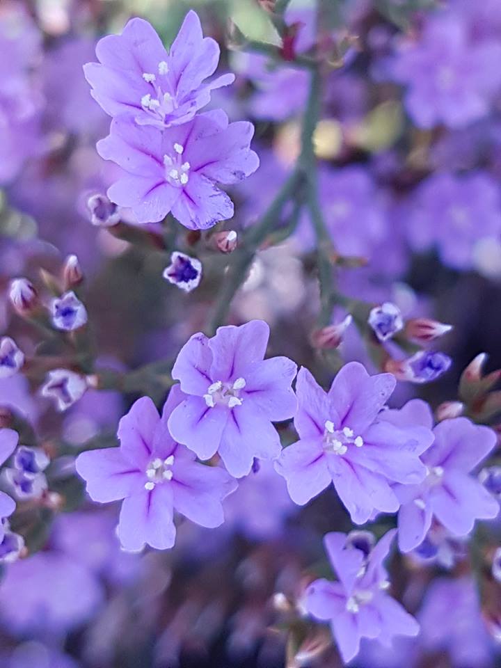 Limonium scabrum00