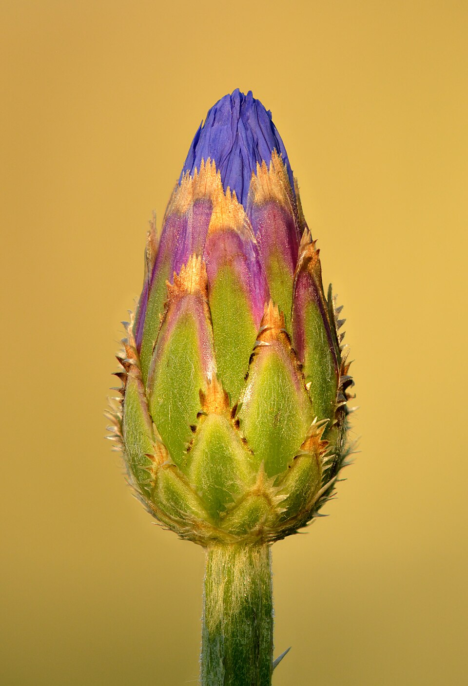 Centaurea cyanus - Keila