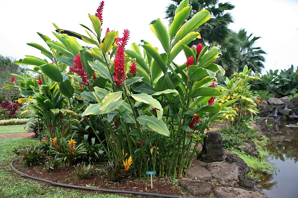 Red Ginger (Alpinia purpurata)