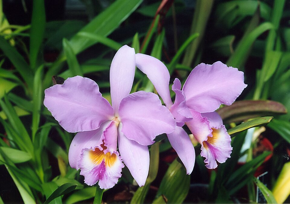 A and B Larsen orchids - Cattleya gaskelliana