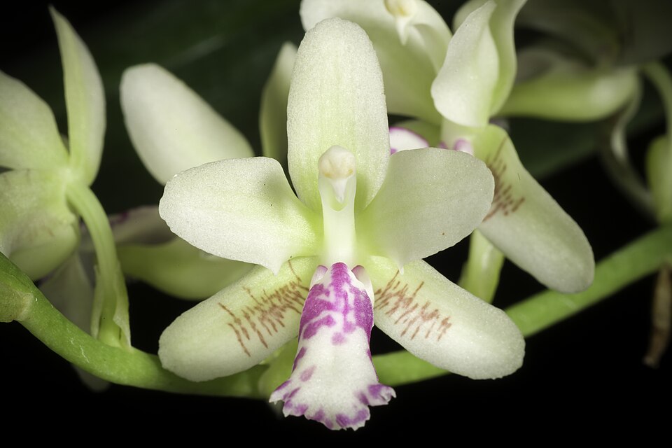 Phalaenopsis japonica '-2003' (Rchb.f.) Kocyan & Schuit., Phytotaxa