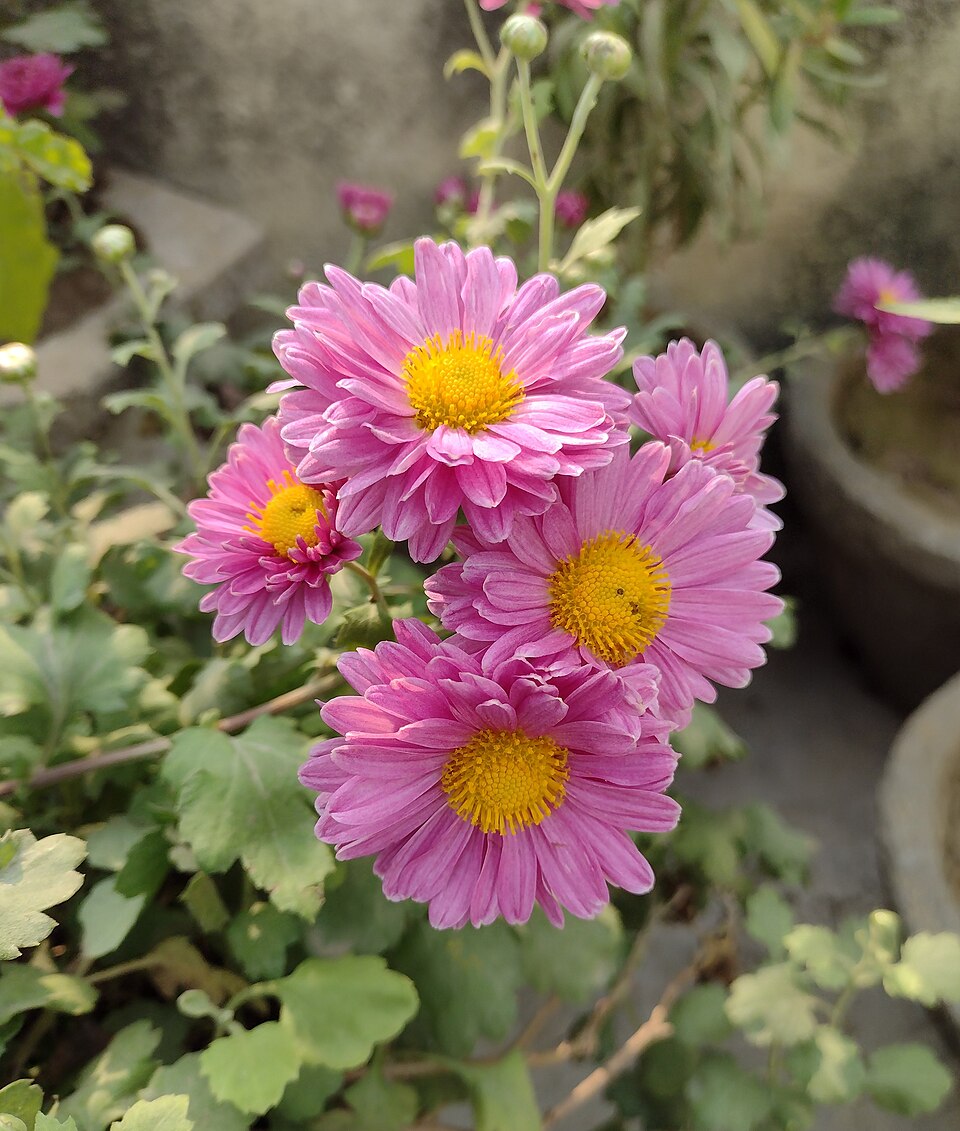 Chrysanthemum