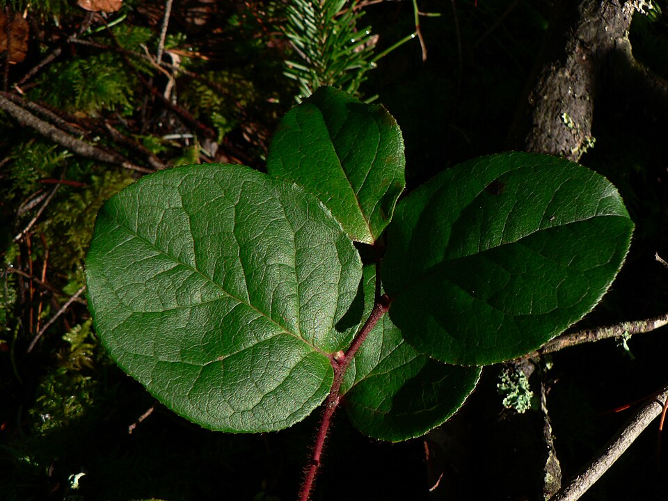 Gaultheria shallon