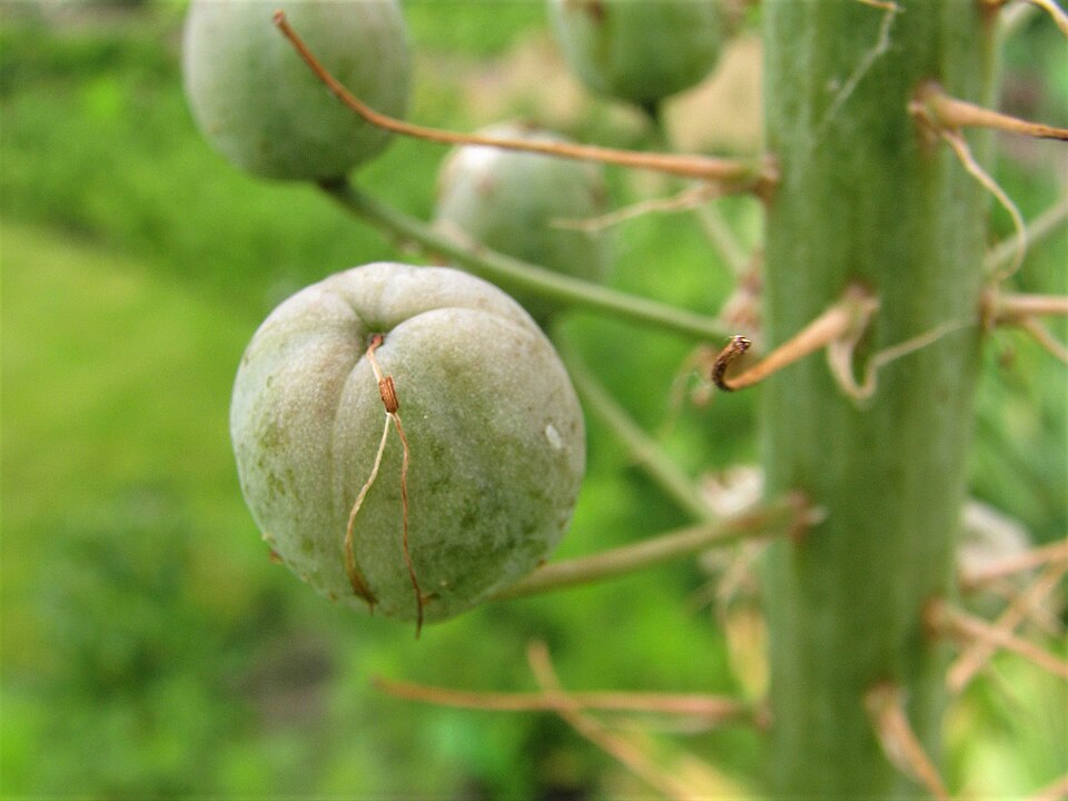 Eremurus himalaicus seed capsule after flowering