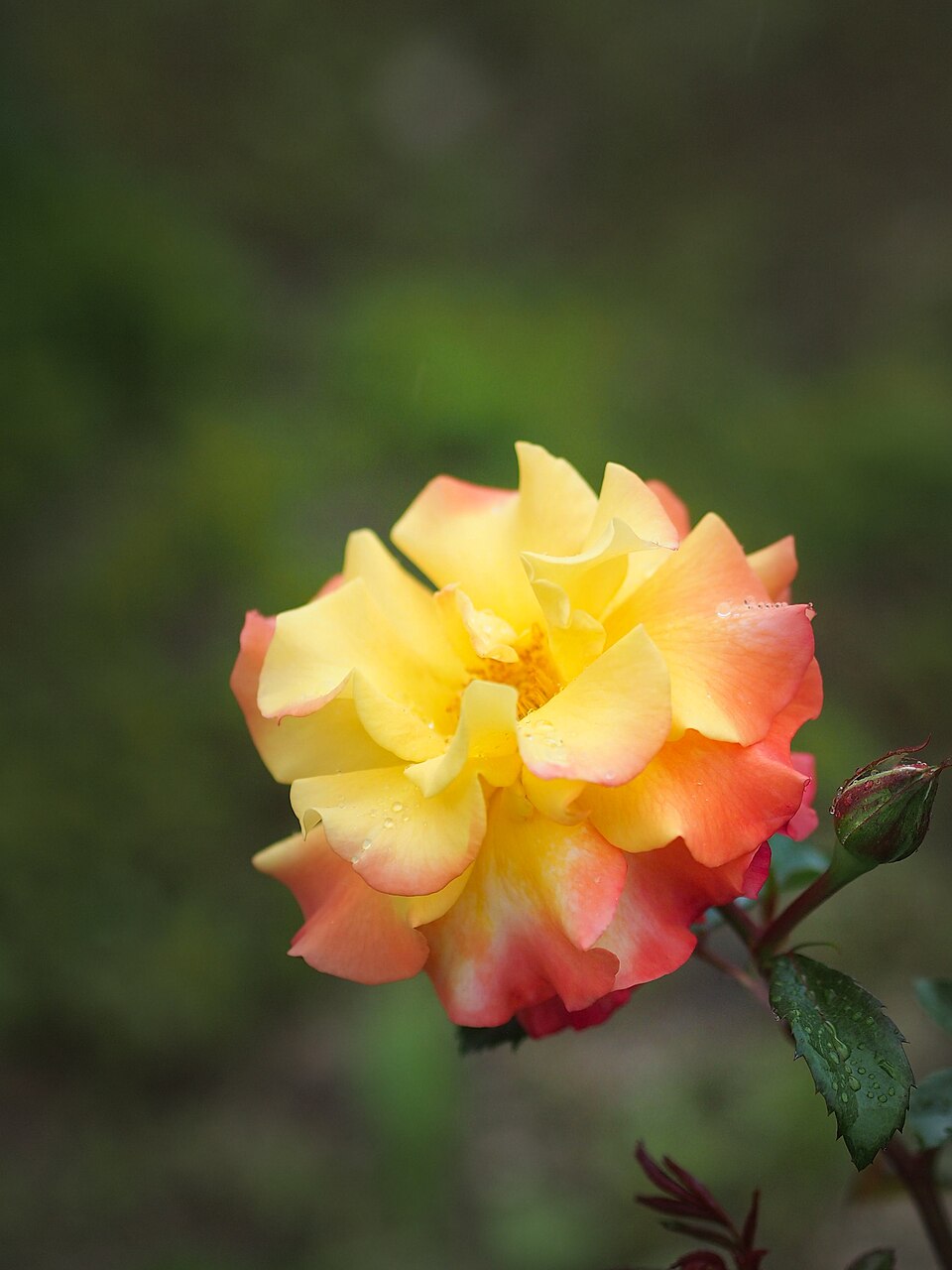 ‘Miriam’ floribunda rose