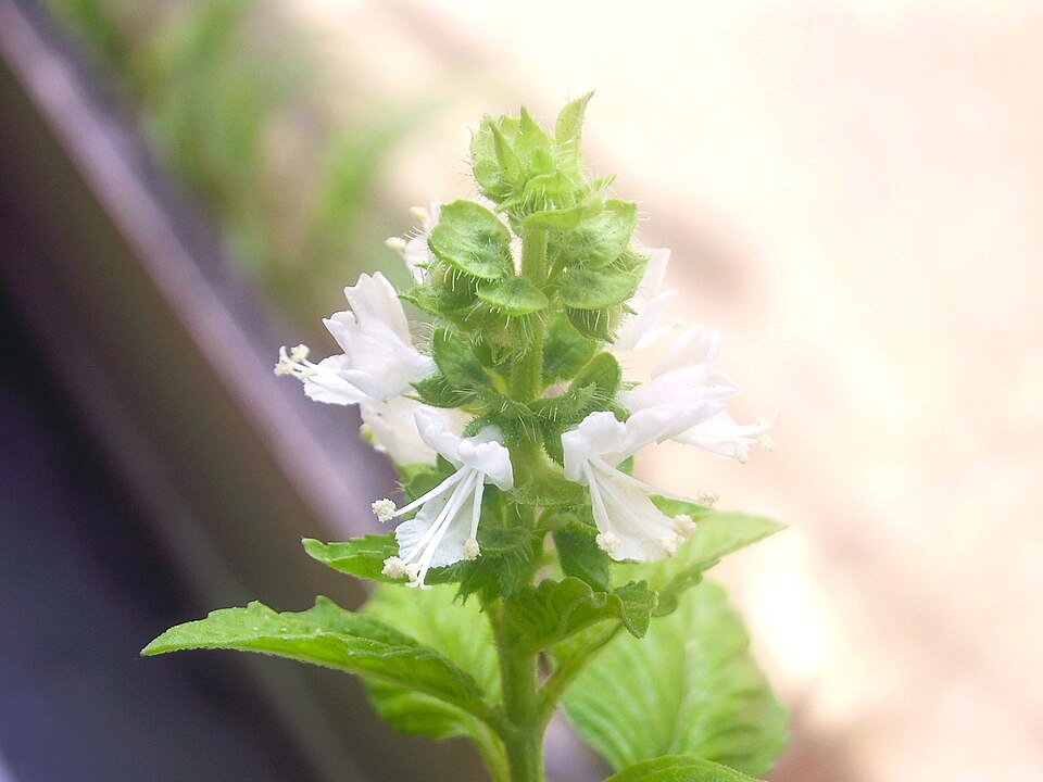 The Flowers of Italian Basil