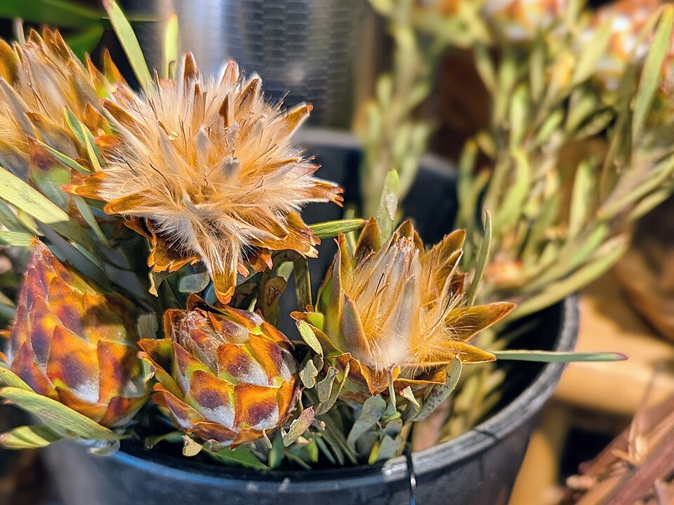 Buds and flowers of Leucadendron Plumosum in a black bucket