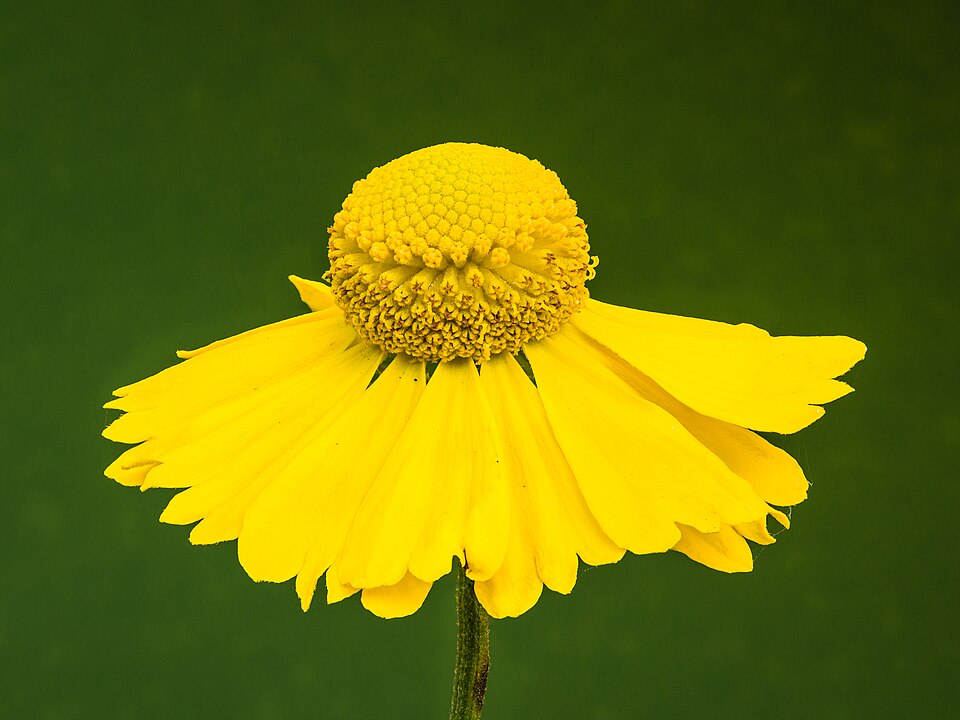 A yellow Helenium autumnale flower