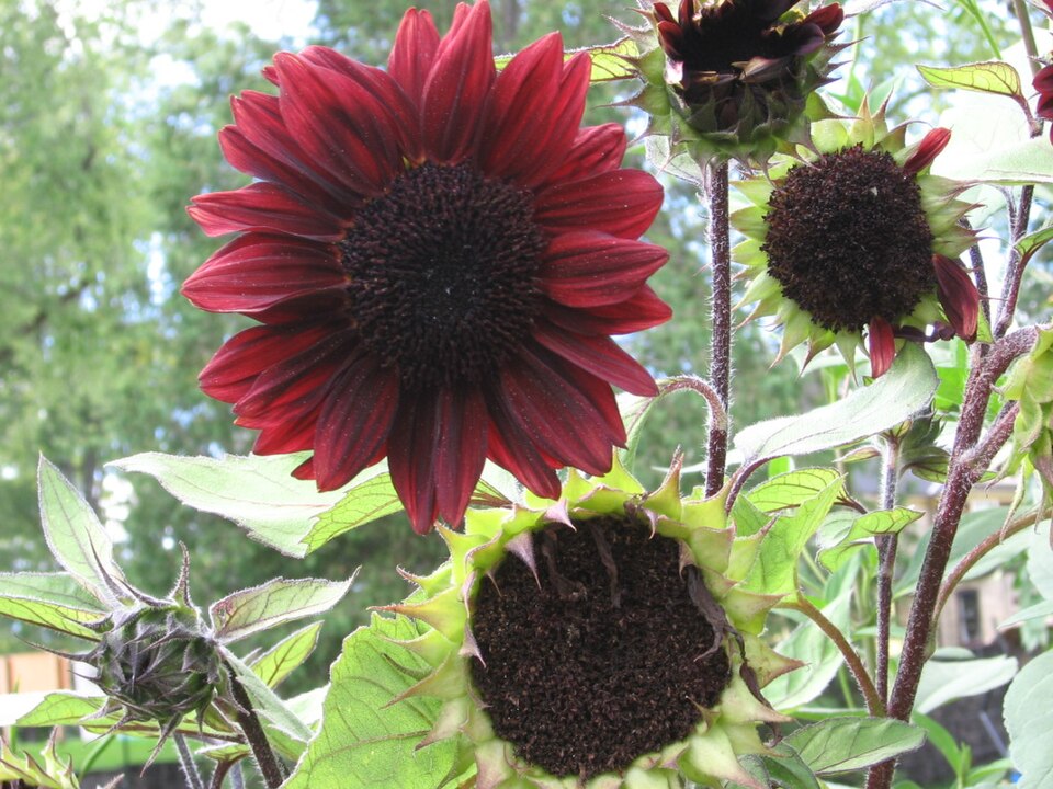 Helianthus annuus prado red