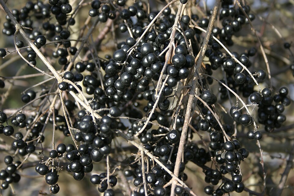 Privet Berries — botanical study