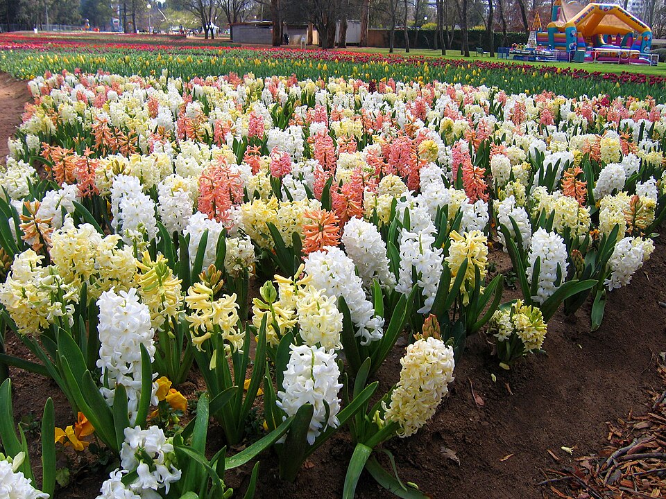 Hyacinths - floriade canberra