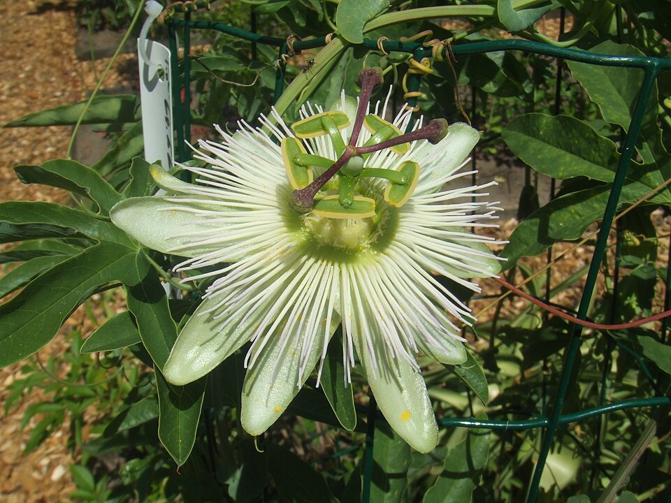 Passiflora caerulea 'Constance Elliot'
