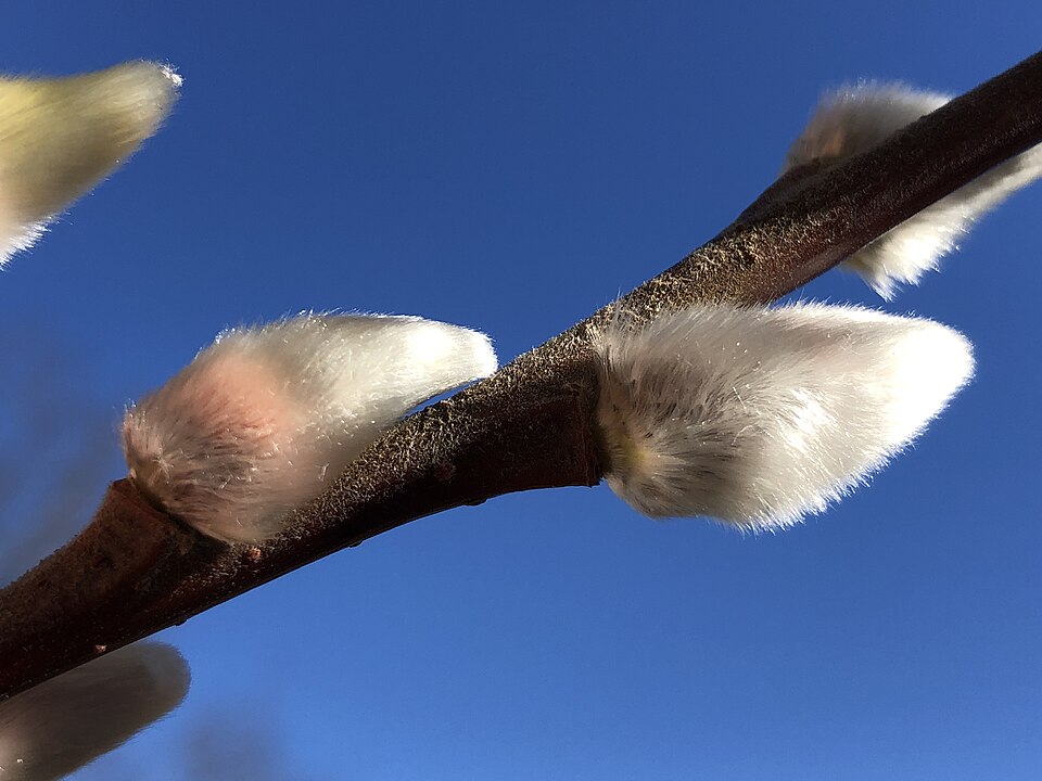 Pussy Willow — botanical study