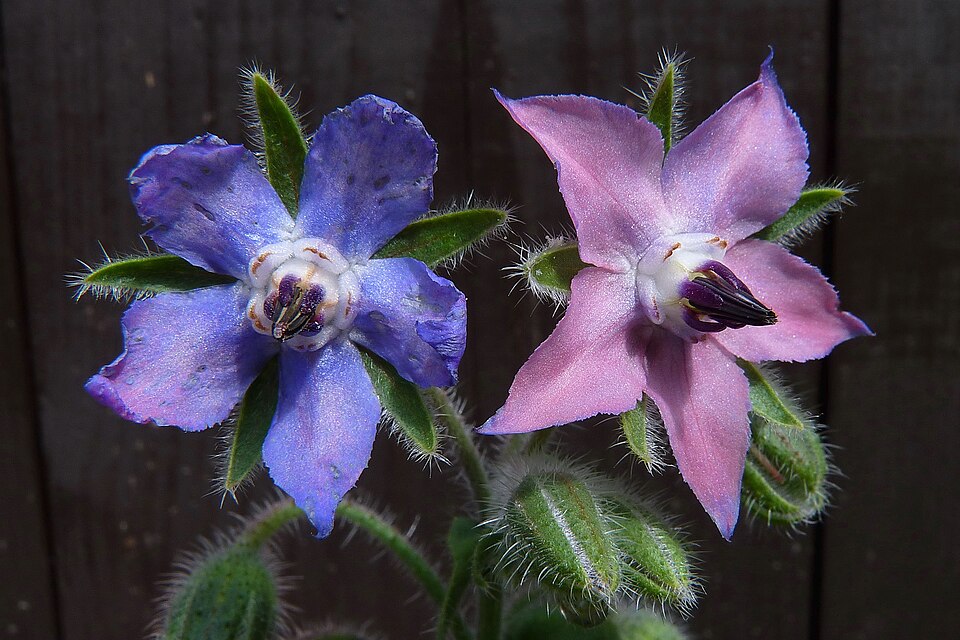 Borago officinalis, two blosso