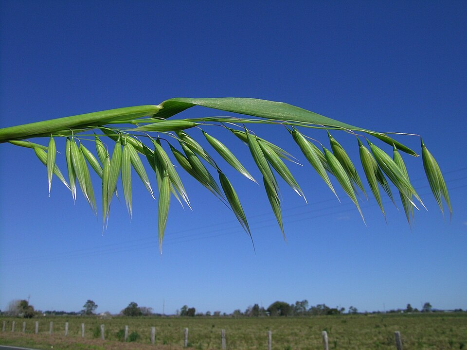 Avena sativa flowerhead1