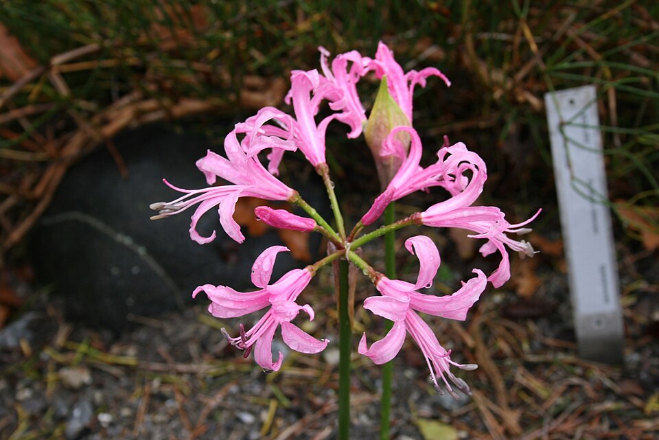 Nerine-bowdenii-flowers