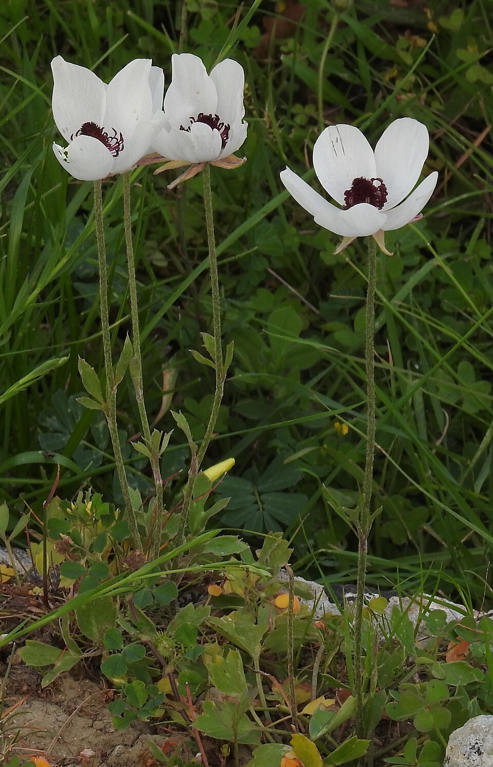 Ranunculus asiaticus