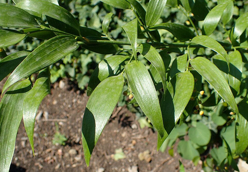 Danae racemosa kz3