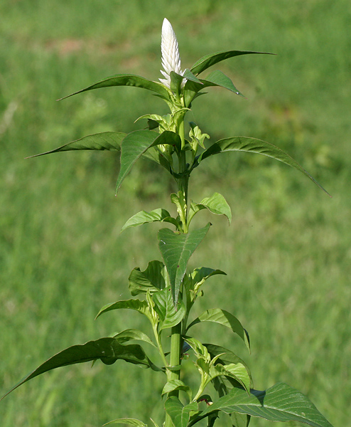 Celosia argentea — an upright flower spike
