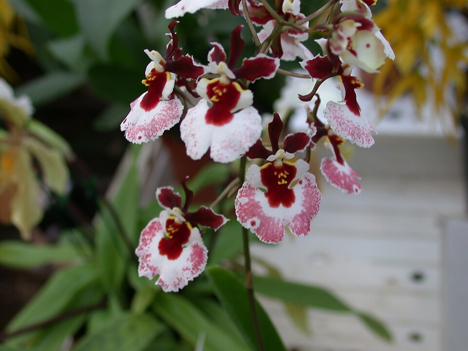 A and B Larsen orchids - Oncidium Mem Ralph Yagi Jon DSCN4429