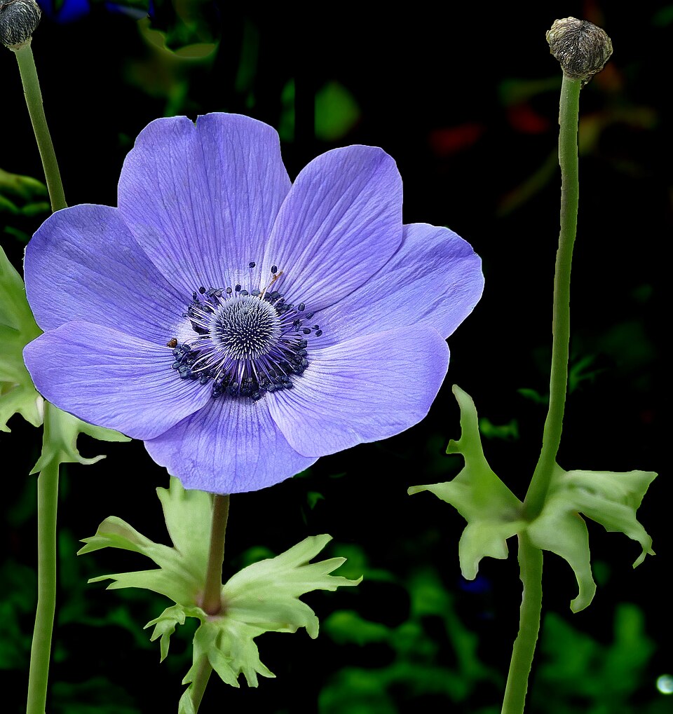 Blue-Anemone coronaria