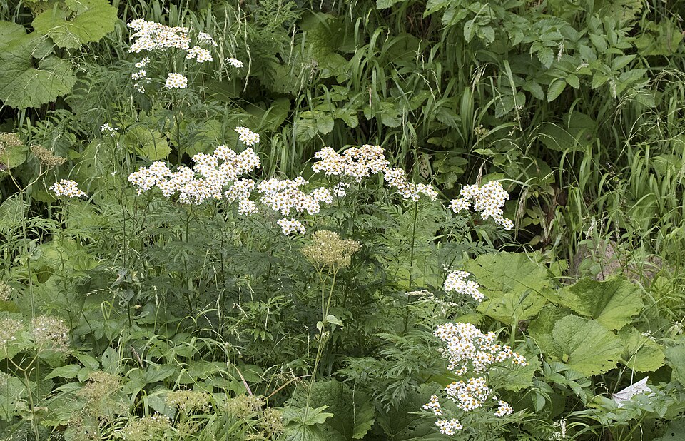 Tanacetum parthenium - Feverfew