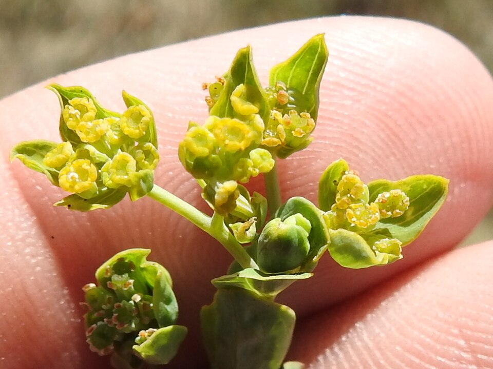 Bupleurum rotundifolium flower