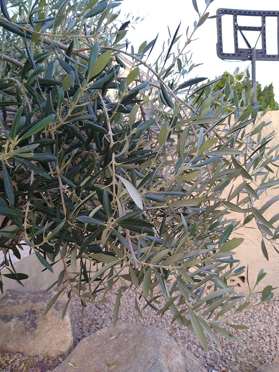 Olea europaea leaves