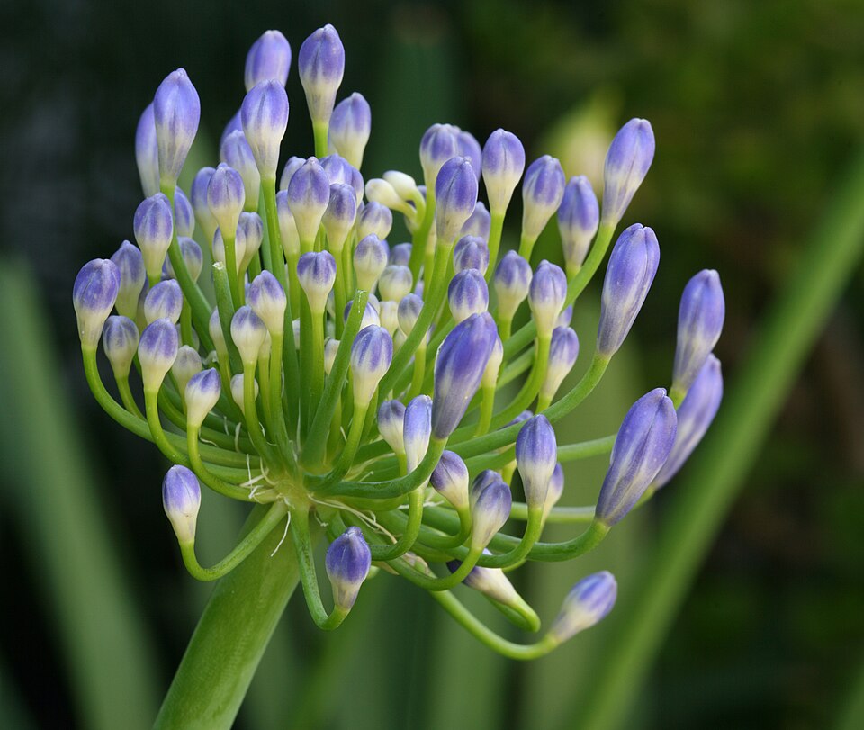 Agapanthus Prebloom