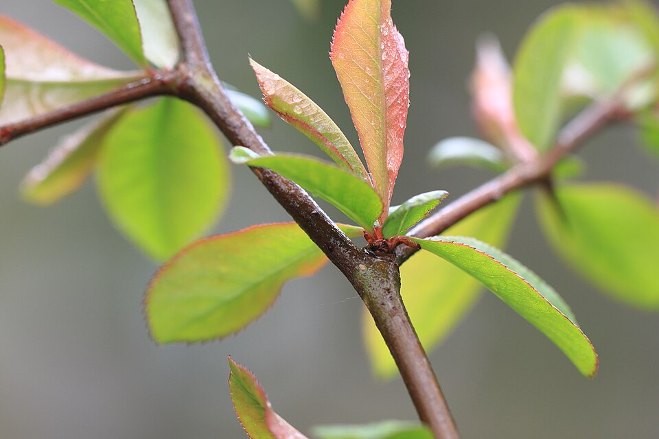 Chinesische Zierquitte Chaenomeles speciosa
