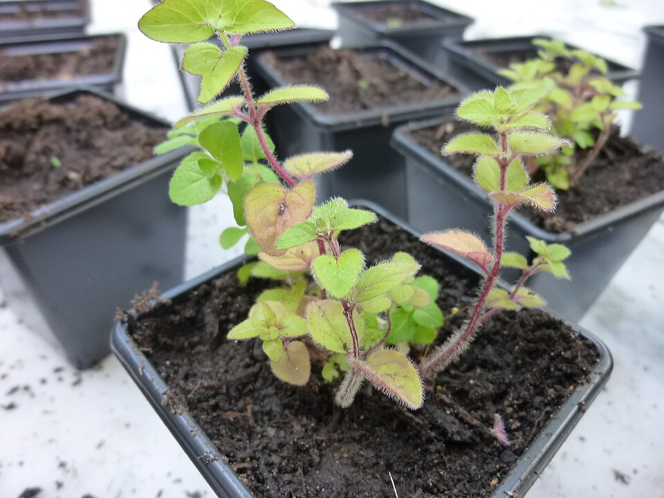Origanum vulgare young plant