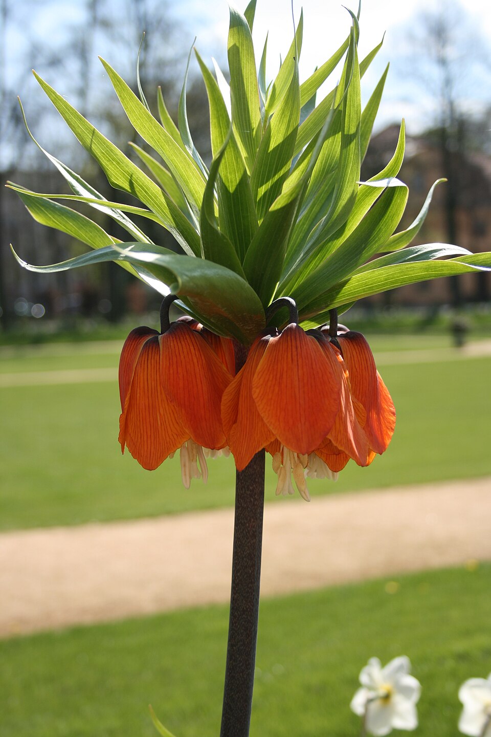 Crown Imperial — botanical study