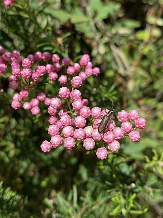 Ozothamnus diosmifolius (closeup of buds)
