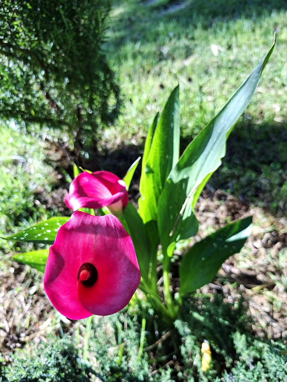Zantedeschia aethiopica (flowers)