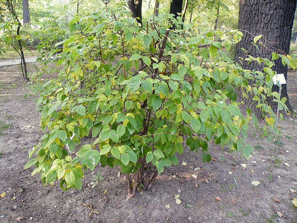 Philadelphus coronarius