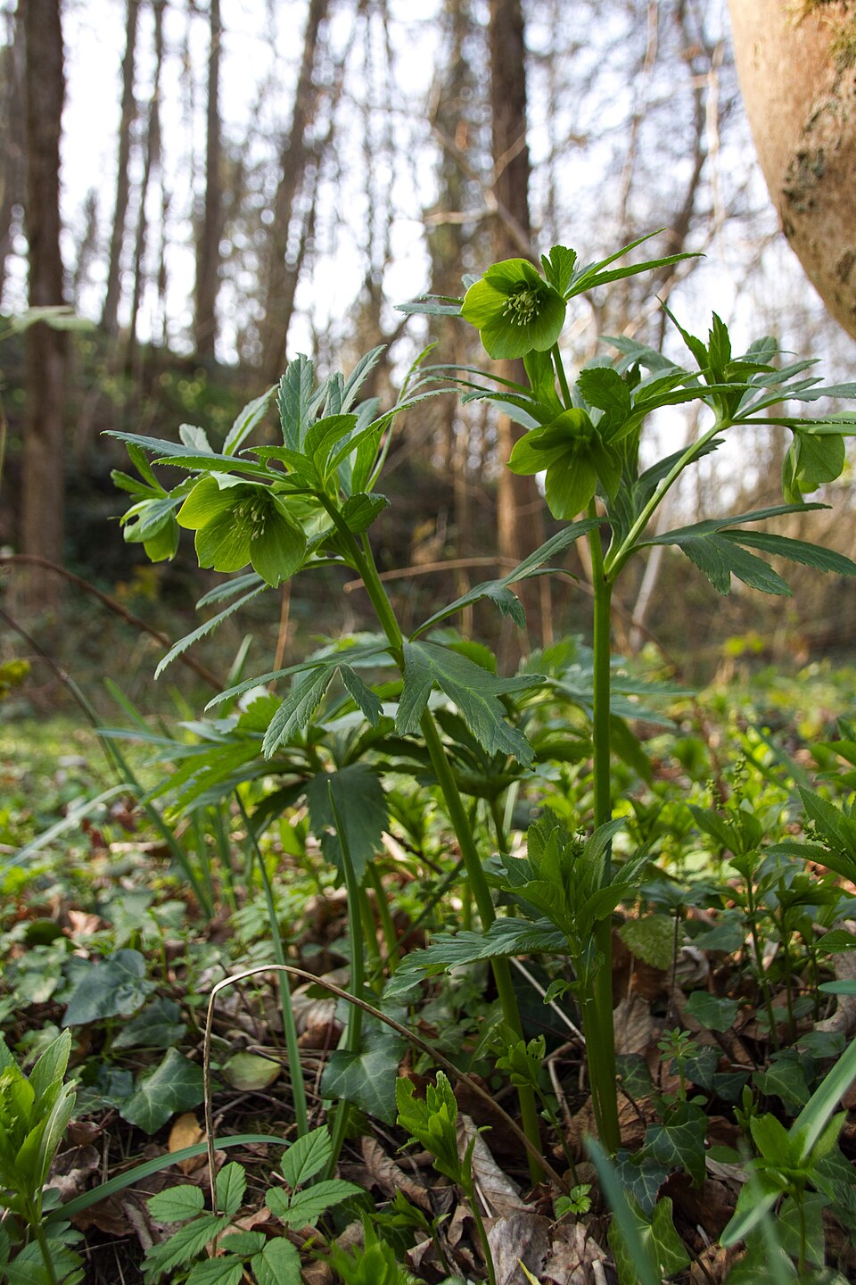 Helleborus viridis (hellébore vert) - W.Sandras