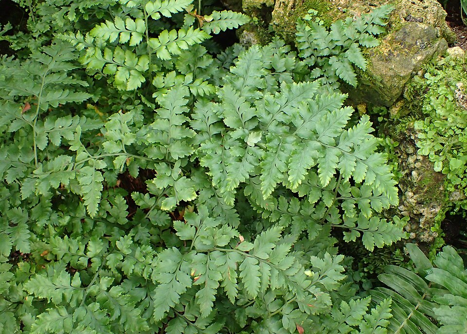 Rumohra adiantiformis kz01