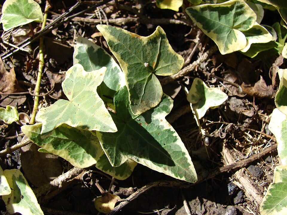Starr-071024-9905-Hedera helix-variegated leaves-Enchanting Floral Gardens of Kula-Maui