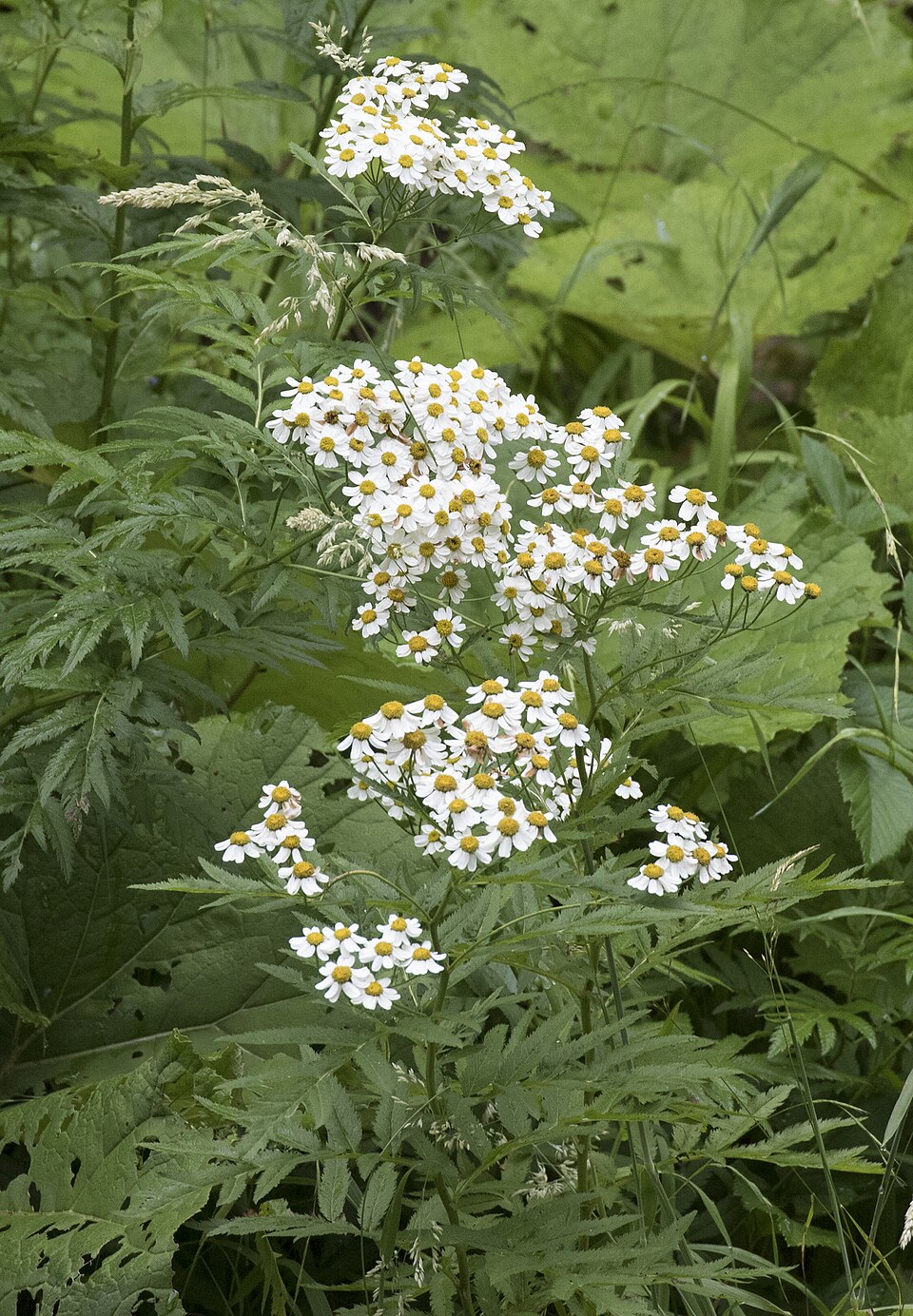 Tanacetum parthenium - Feverfew