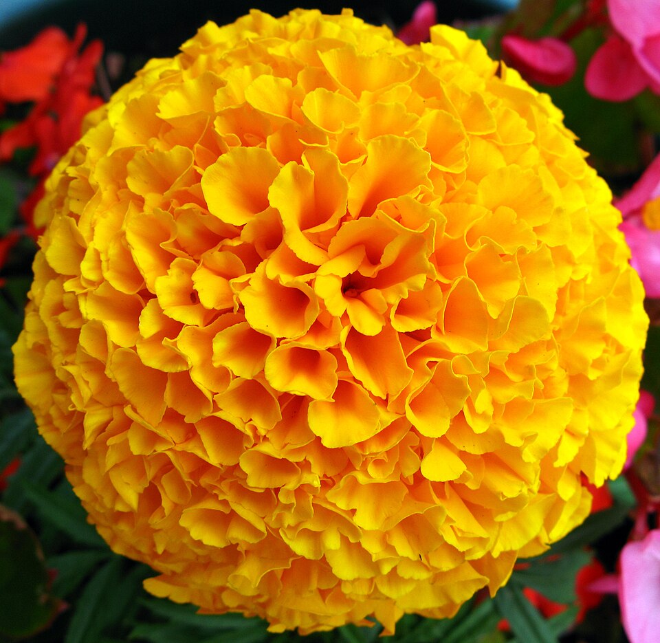 Yellow French Marigold Flower