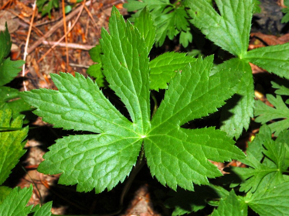 Apiaceae - Astrantia major-1