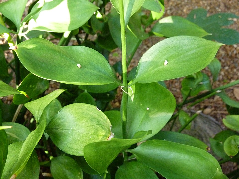 Ruscus hypophyllum - Missouri Botanical Garden -