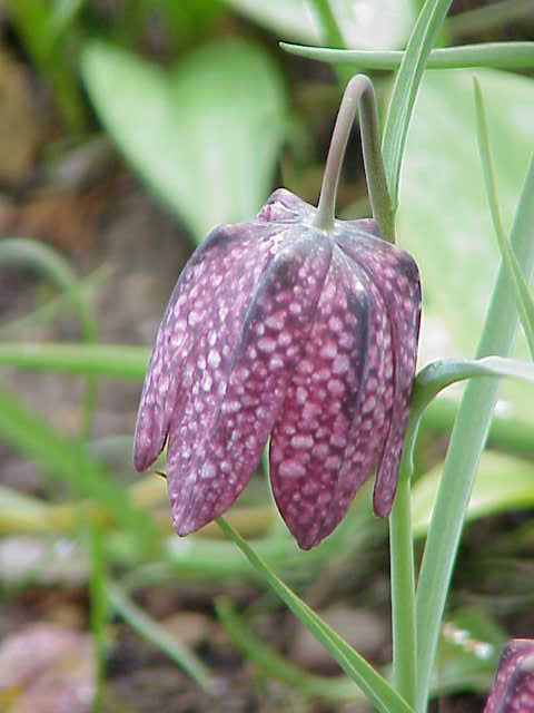 Fritillaria meleagris0