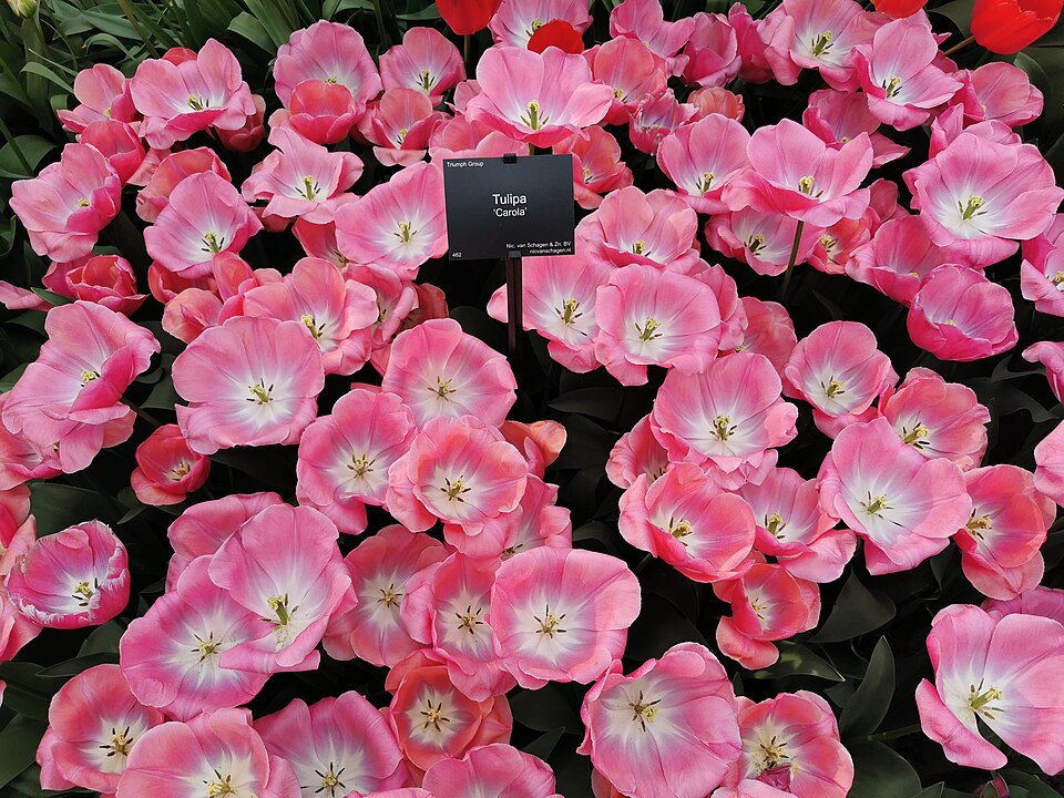 ‘Carola’ tulip — a comparison of tulip forms