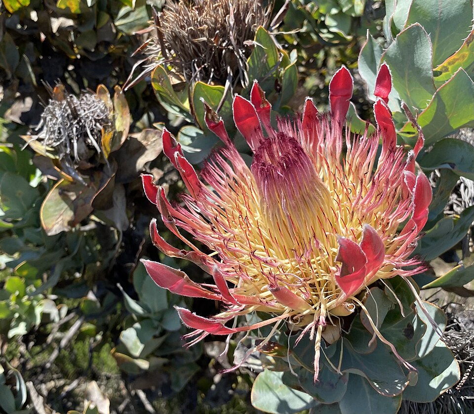 Protea exima