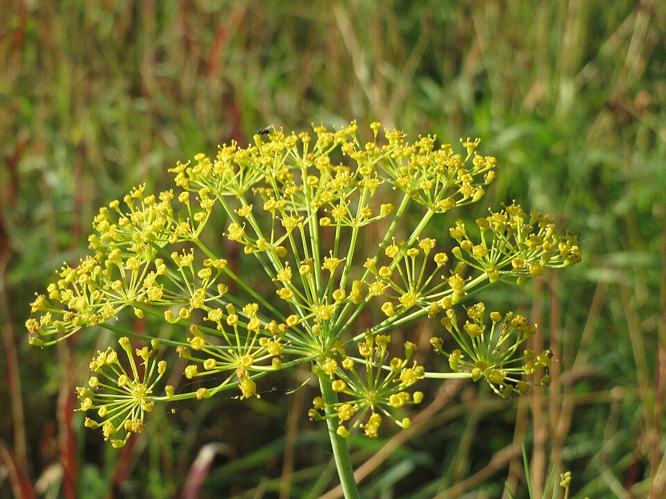Dill — botanical study
