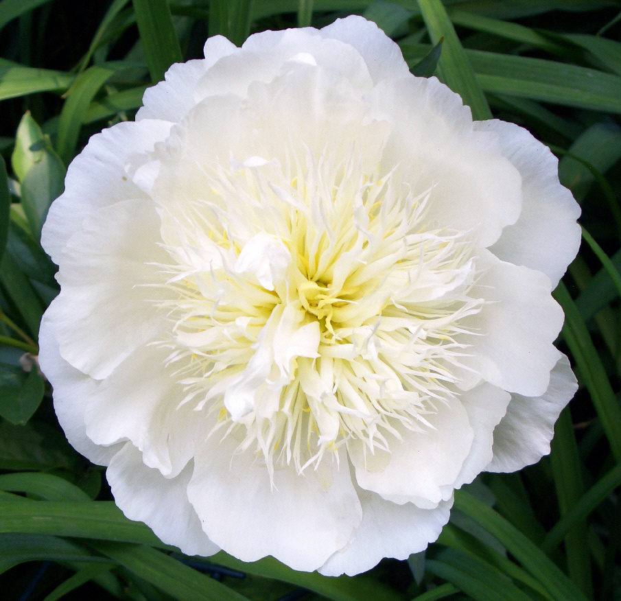 Paeonia lactiflora Barrington Bride